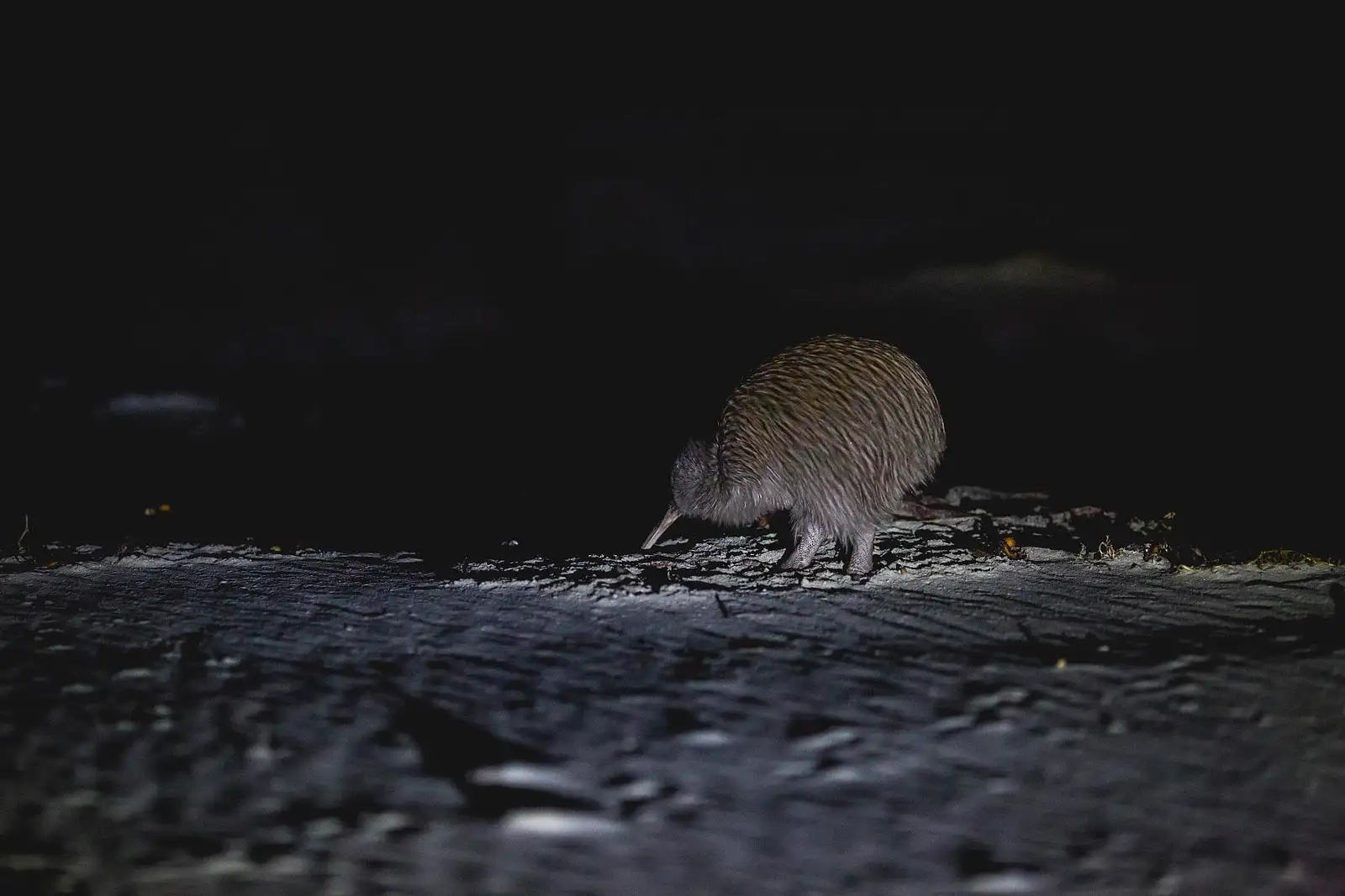 Rakiura Wild Kiwi Encounter Stewart Island