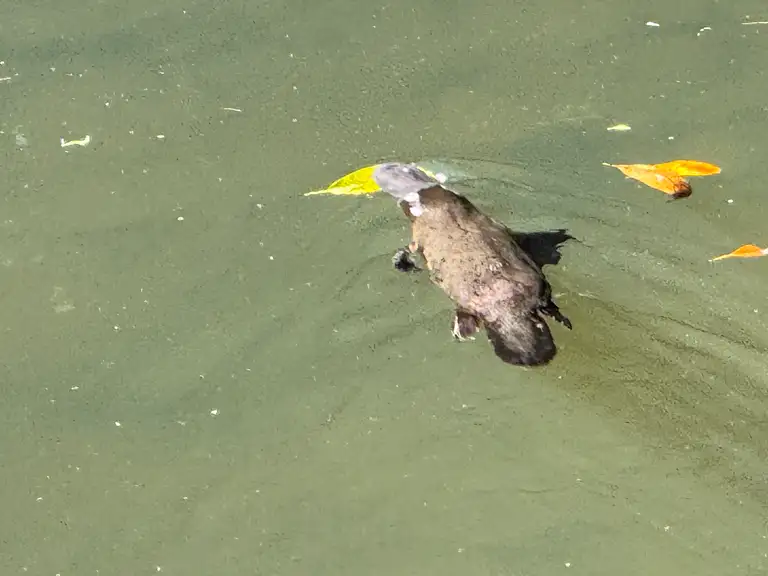 Wild Platypus Viewing at Eungella National Park Queensland