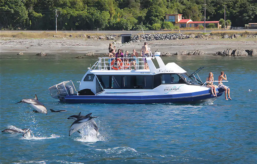 Kaikōura Day Tour from Christchurch with Dolphin Swimming