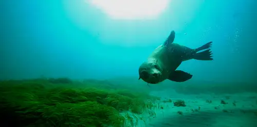 Mornington Peninsula