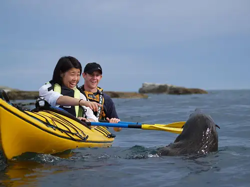 Kaikōura Day Tour from Christchurch with Wildlife Kayak Experience