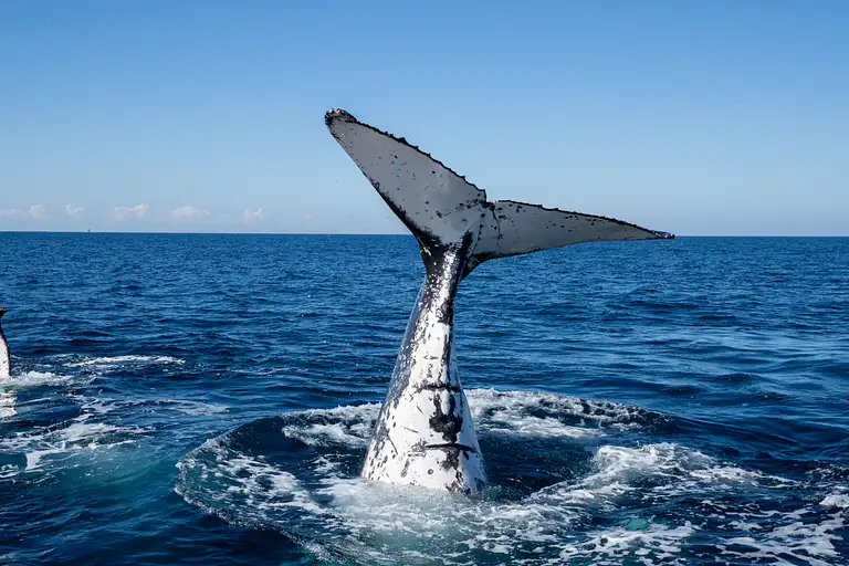 Close-Up Humpback Whale Encounter Gold Coast