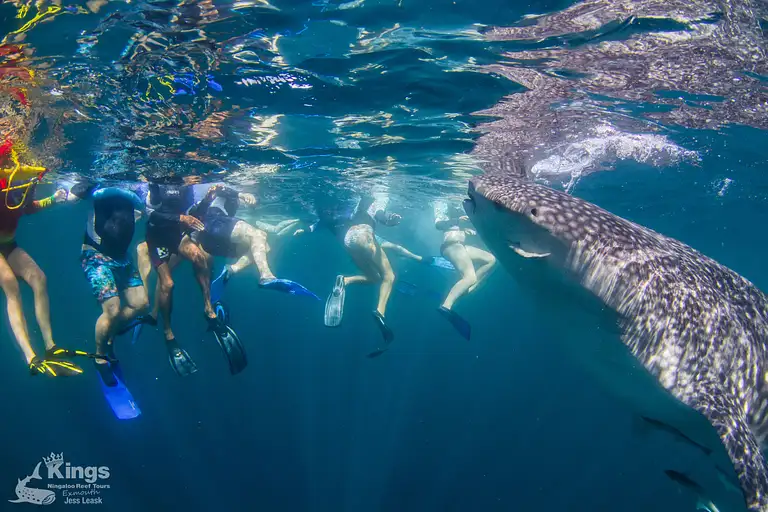 Swimming with Whale Sharks in Exmouth, Western Australia